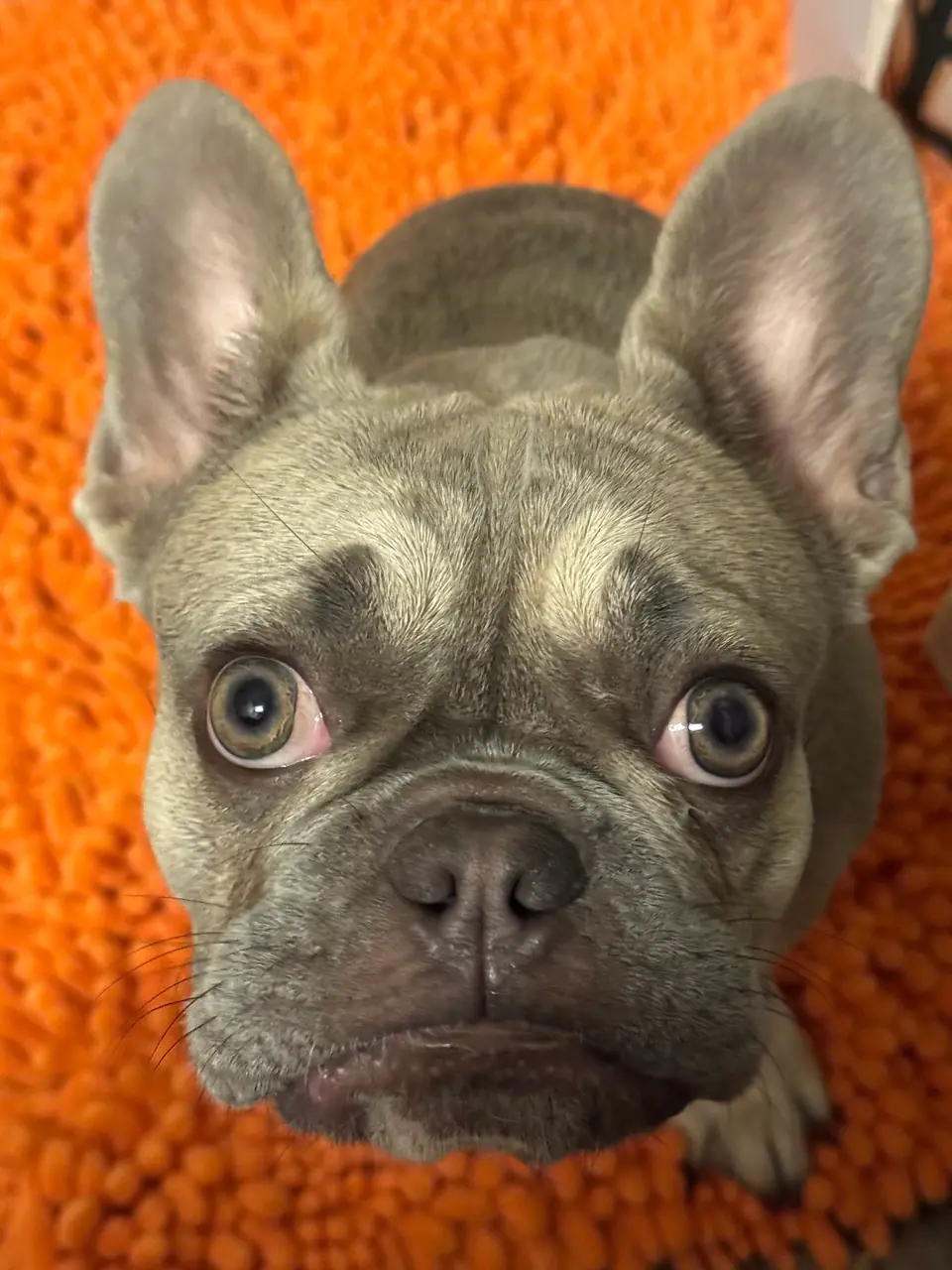 Kiwi the French bulldog staring straight into the camera on an orange rug